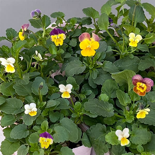 草花の苗/ビオラ：ナノ2.5号ロン...