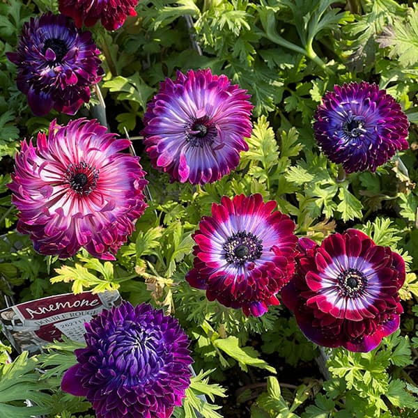 草花の苗/アネモネ：ファネモス ダブルルージュ3.5号ポット 6株セット