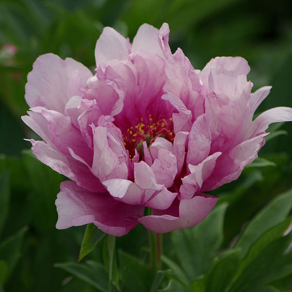 草花の苗/シャクヤク（インターセクショナルハイブリッド）：ファーストアライバル5-6号ポット