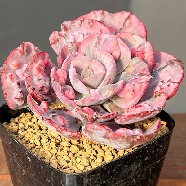 観葉植物/エケベリア：ビヨンセ錦 2.5号ポット