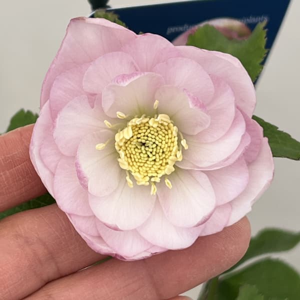 楽天市場】チベタヌス クリスマスローズの通販