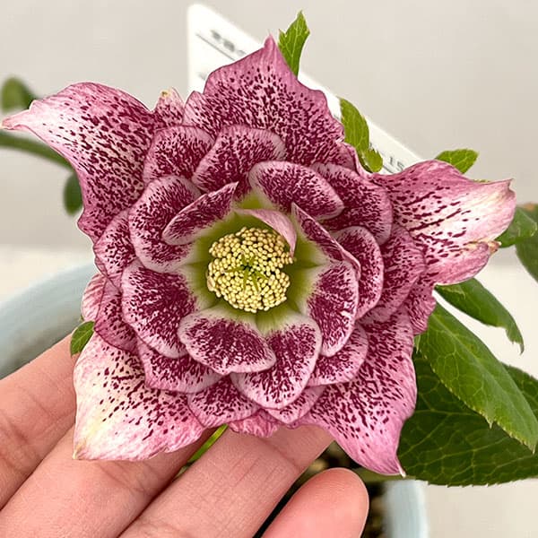 楽天市場】クリスマスローズ 松村の通販