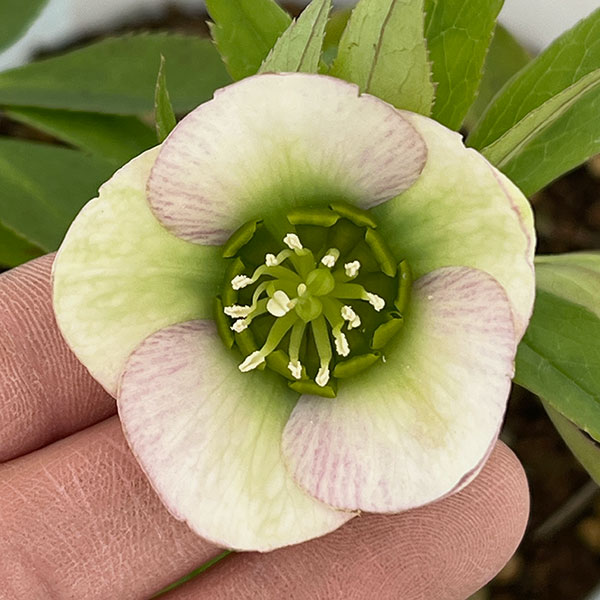 楽天市場】大木ナーセリー クリスマスローズの通販