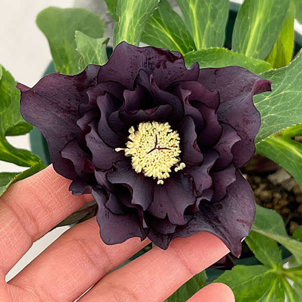 楽天市場】クリスマスローズ ブラック ダブルの通販