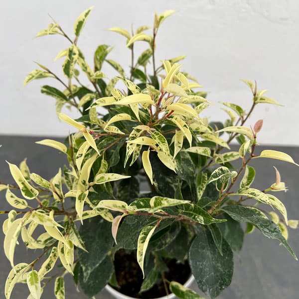 観葉植物/フィカス：ベンジャミンソ...