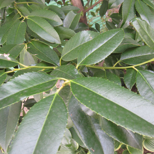 花木 庭木の苗/タラヨウ：イッサイタラヨウ（一才たらよう）7号ポット