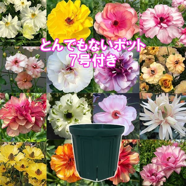 楽天市場】ラナンキュラスラックスの通販