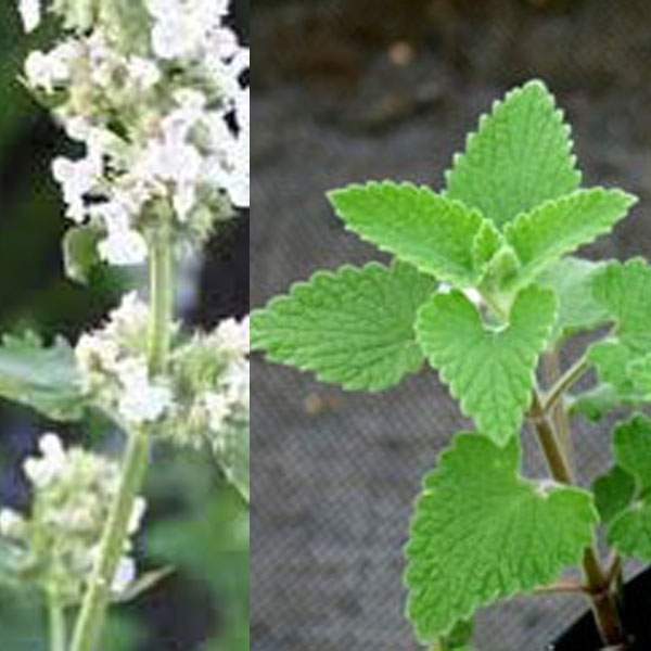 ハーブの苗/キャットニップ（ネペタ）：レモン3号ポット 12株セット