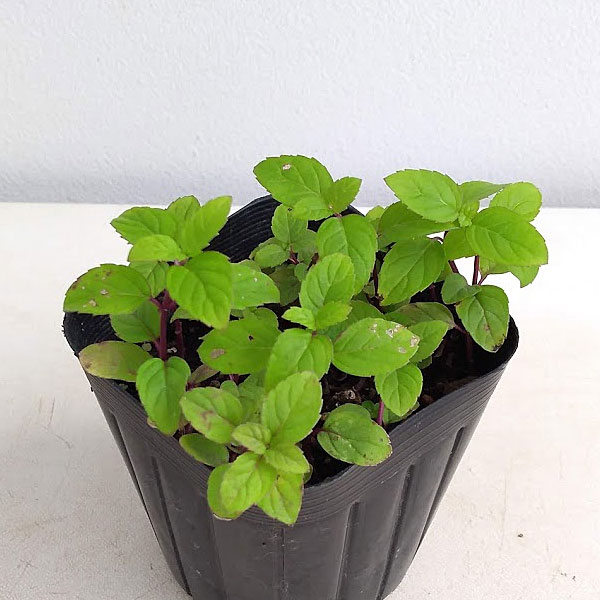 ハーブの苗/ニホンハッカ：北系13号3号ポット 12株セット