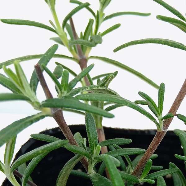 ハーブの苗/[送料無料]ローズマリー(半ほふく性)ドリーミーブルー3号ポット 24株セット