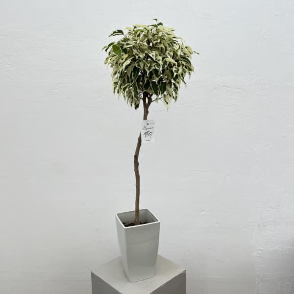 観葉植物/ベンジャミン：スターライ...