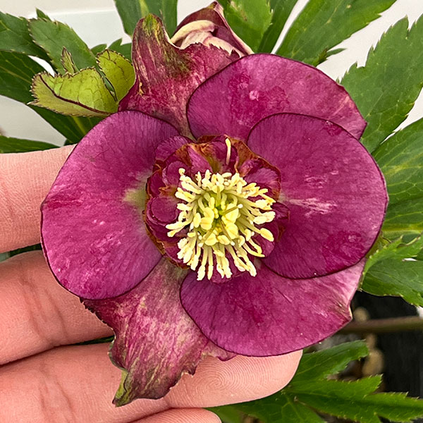 楽天市場】クリスマスローズ 若泉の通販