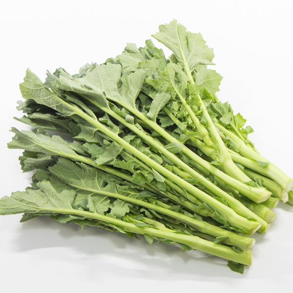野菜の苗/のらぼう菜3.5号ポット苗