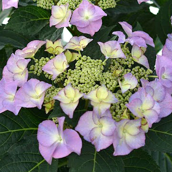 花木 庭木の苗/アジサイ：ティファニー3.5号ポット