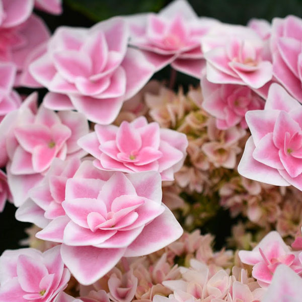 花木 庭木の苗/アジサイ：スターダスト3.5号ポット