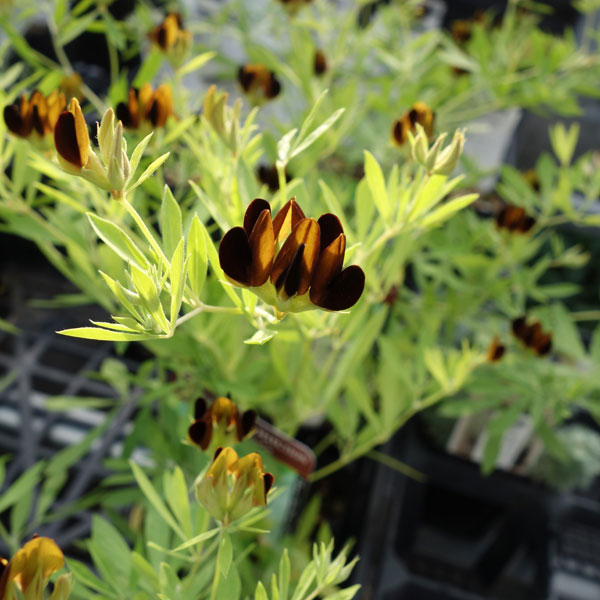 草花の苗/ロータス：ブラックムーニー2.5号ポット