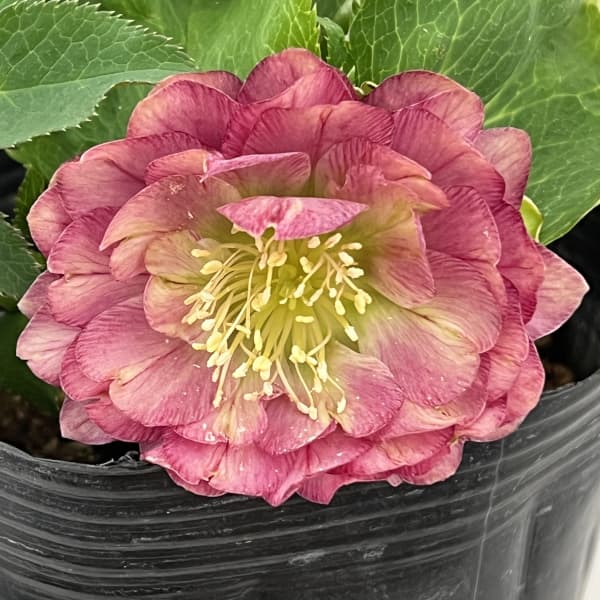 楽天市場】曽田園芸の通販