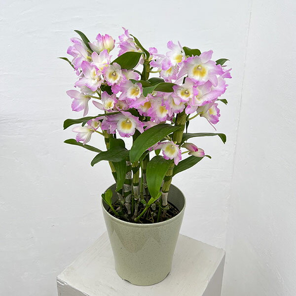 デンドロビウム（ノビル系）：ファンシーエンジェル・リセ5号鉢入り