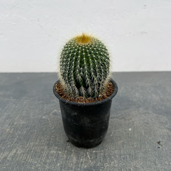 商品画像1
