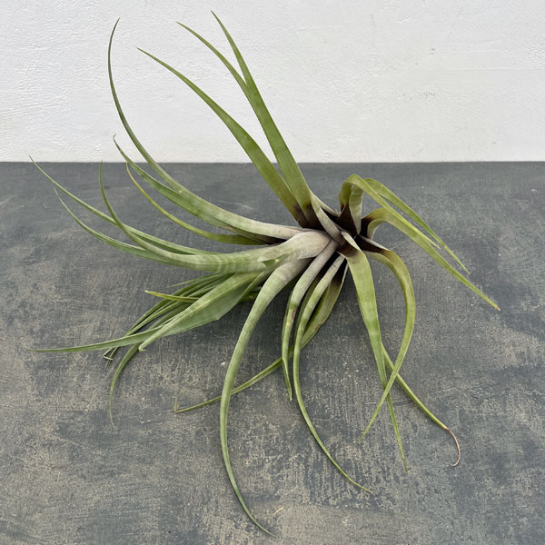 楽天市場】フレクスオーサの通販