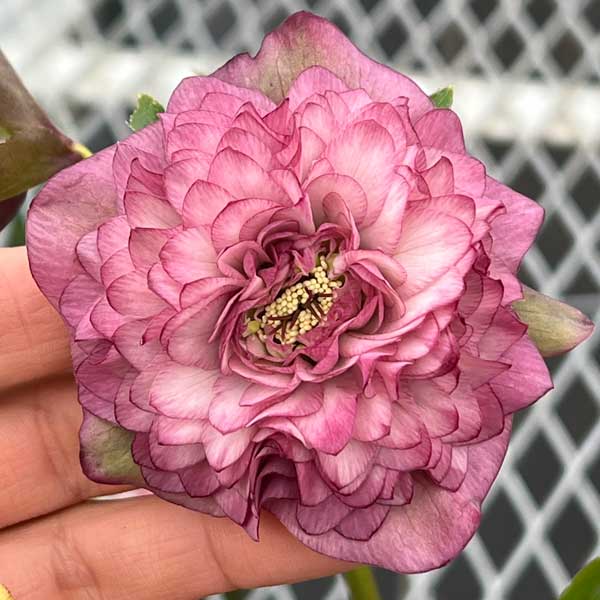 楽天市場】吉田園芸の通販