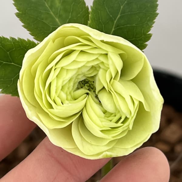 楽天市場】吉田園芸の通販