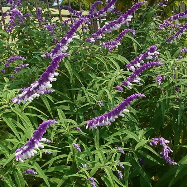 ハーブの苗/セージ：メキシカンブッシュセージ3号ポット 6株セット