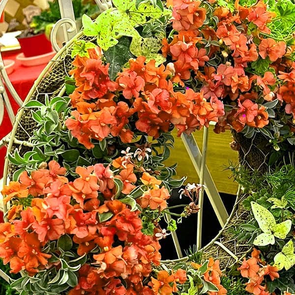 草花の苗/ネメシア：サーモン2.5...