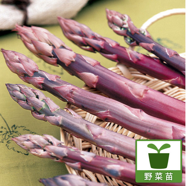 野菜の苗/アスパラガス：紫アスパラ スイートパープル3号ポット