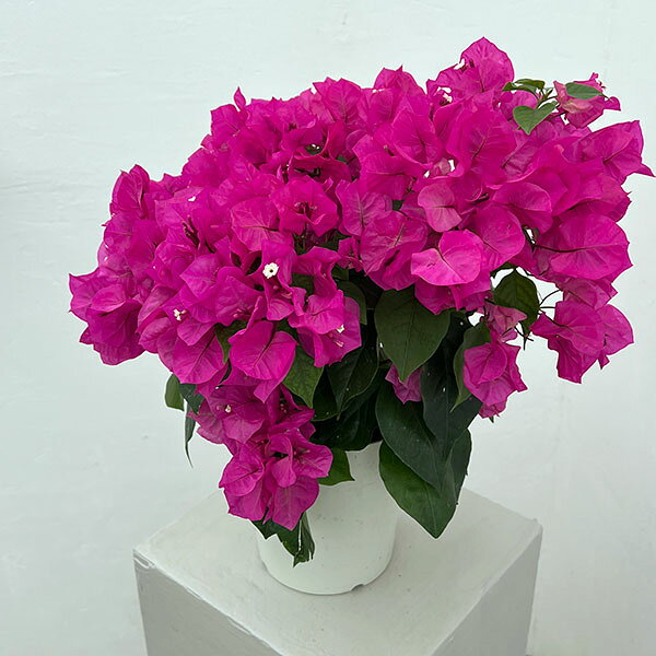 楽天市場】苗 ブーゲンビリアの通販