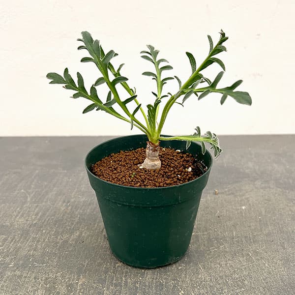 Rakuten - 観葉植物/ペラルゴニウム：ラパセウム ピンク 3.5号鉢植え