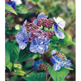 花木 庭木の苗/ヤマアジサイ：イヨガスリ（伊予がすり）3-3.5号ポット