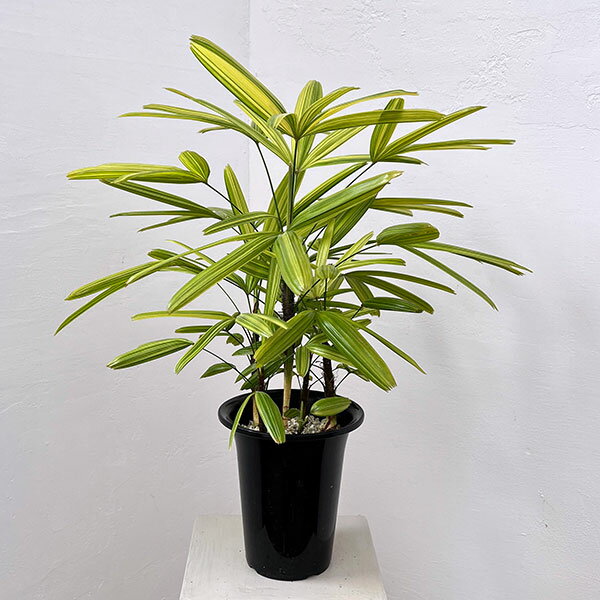 Rakuten - 観葉植物/カンノンチク：綾錦(あやにしき)6号鉢植え