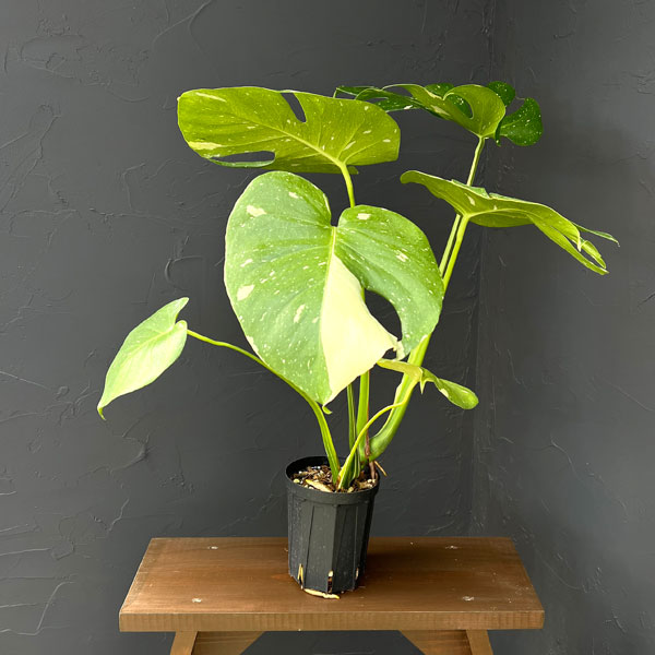 観葉植物/モンステラ：タイコンステ...
