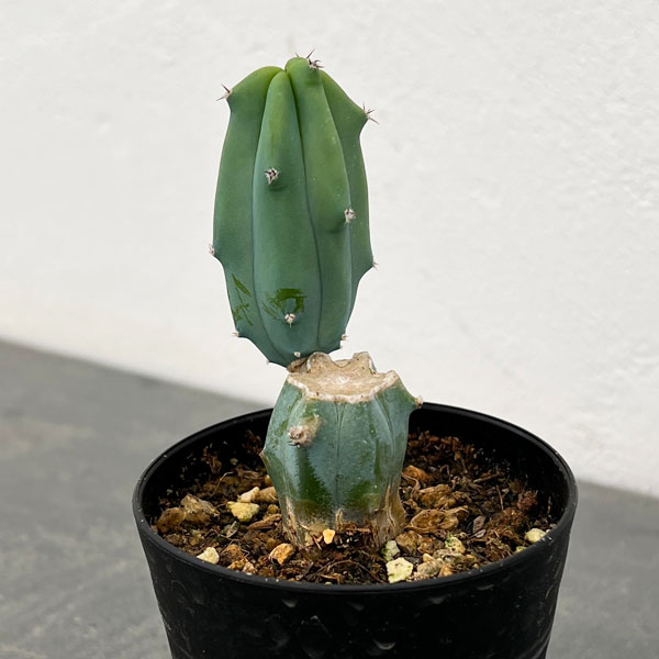 多肉植物　竜神木錦抜き苗 300現物 多肉植物 富士錦 特大 抜き苗 | るる農園~多肉植物専門