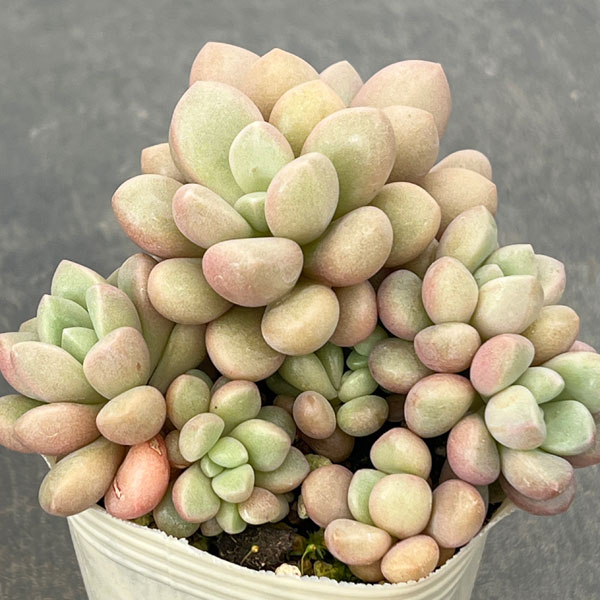 観葉植物/グラプトベリア：アバンギ...