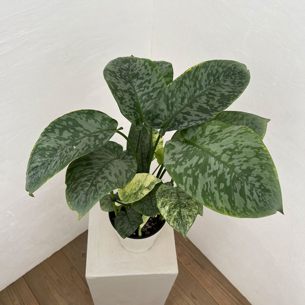 観葉植物/スキスマトグロッティス：SPサワラク 5号鉢植え