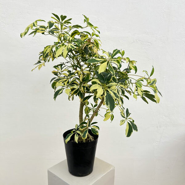 楽天市場】観葉植物 シェフレラ ハッピーイエローの通販