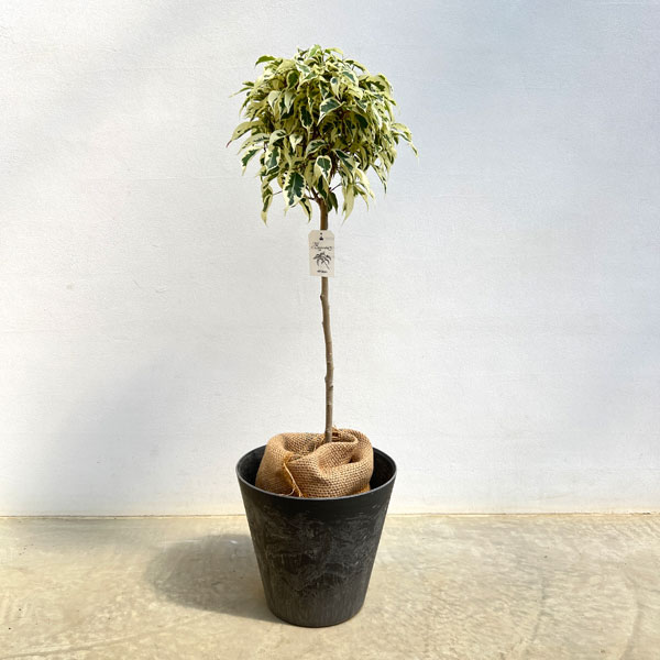 観葉植物/ベンジャミン：スターライ...