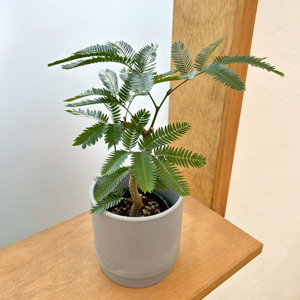 観葉植物/ネムノキ：エバーフレッシ...