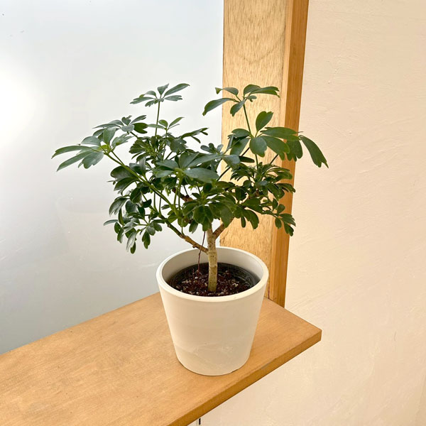 Pakira - 観葉植物/シェフレラ：レナータ 3.5号鉢植え 鉢カバー付き(樹脂製鉢カバー・シティローMホワイト)
