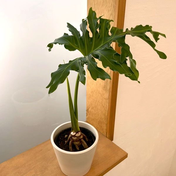 観葉植物/フィロデンドロン：セローム（根上がり） 4号 鉢カバー付き(樹脂製鉢カバー・シティローMホワイト)