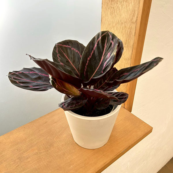 Rakuten - 観葉植物/カラテア：ドッティ 4号鉢入り 鉢カバー付き(樹脂製鉢カバー・シティローMホワイト)
