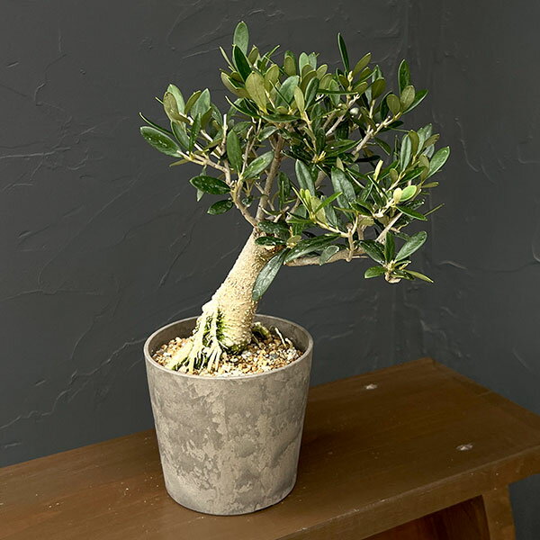 ���� ���ڤ���/���꡼�֡��ޥ󥶥˥� �ϼ�������ߺϻ�Ω�� 4��ȭ����26-01