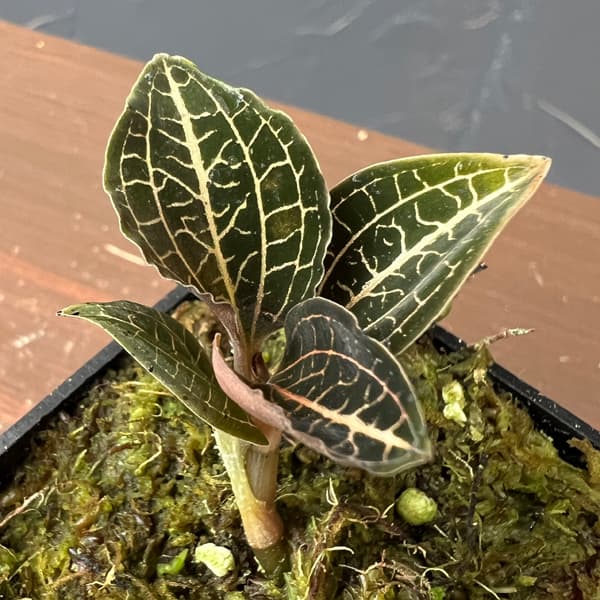 Rakuten - 観葉植物/アネクトキルス：コンシュネンシス×シアメンシス 2号ポット