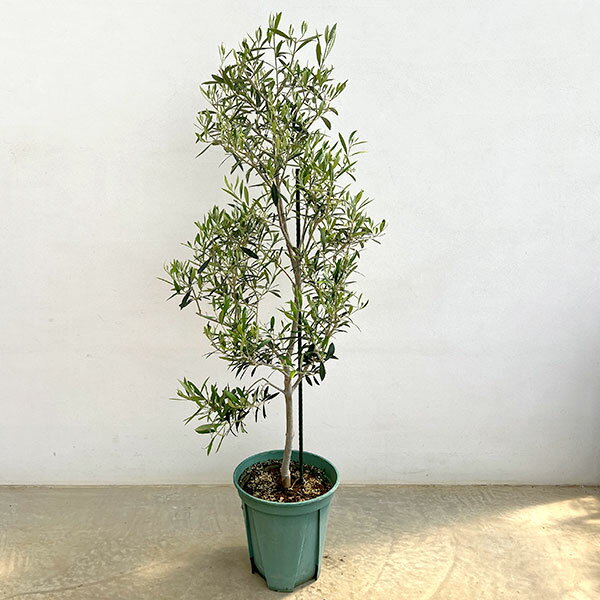 オリーブの木　小豆島オリーブ　エルグレコ　株元　観葉植物　国産最高ブランド 楽天市場】オリーブ エルグレコの通販