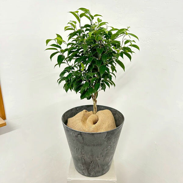 観葉植物/フィカス：ベンジャミン・...