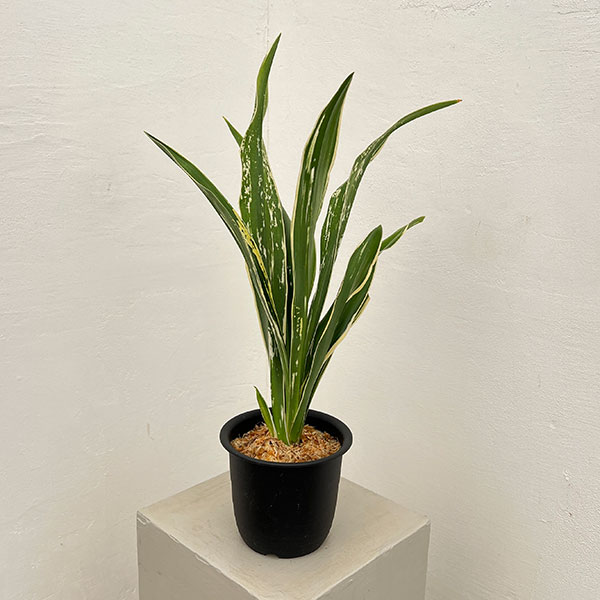 観葉植物/オモト：長寿の誉4.5号プラ鉢