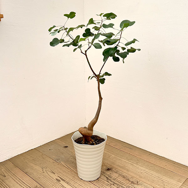 愛知県お引き取り限定☆ブラキキトン2鉢☆ 楽天市場】ブラキキトン（花・観葉植物｜花・ガーデン・DIY）の通販