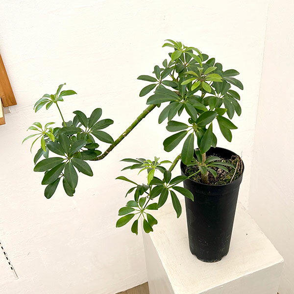 楽天市場】シェフレラ コンパクタ（観葉植物｜花・観葉植物）：花